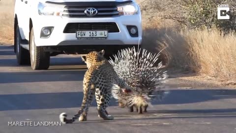 Leopard Gets By Prickly Porcupine