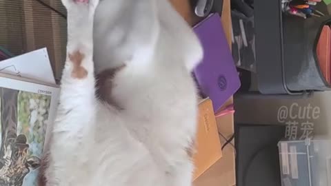 Cats 🐈😺🐈