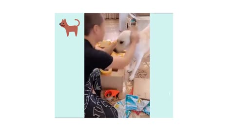 You will laugh at all dog's🐈. Fanny dog's video