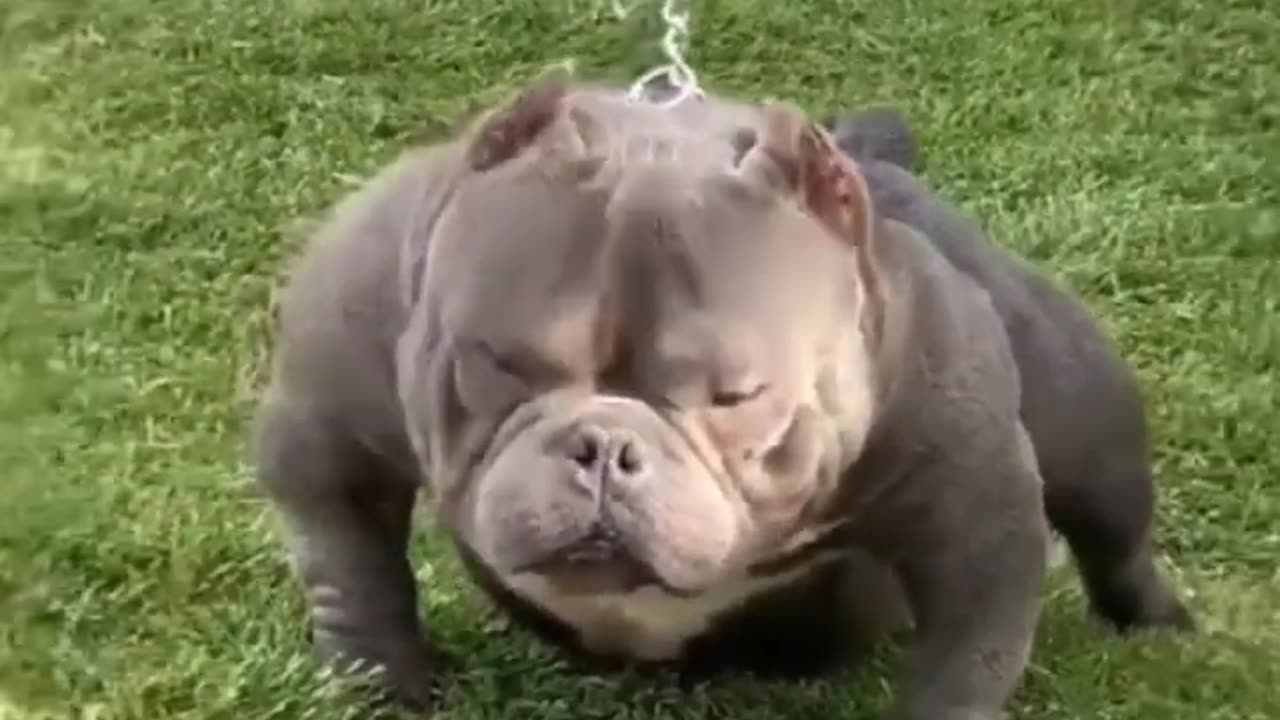 American bully dog video