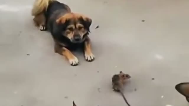 Cats and dogs sit around a rat frustrating