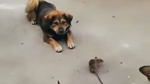 Cats and dogs sit around a rat frustrating