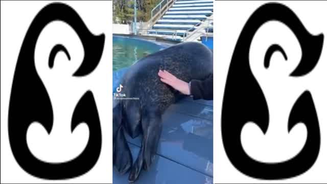 CUTE AND CHONKY SEALS FOUND ON TIKTOK