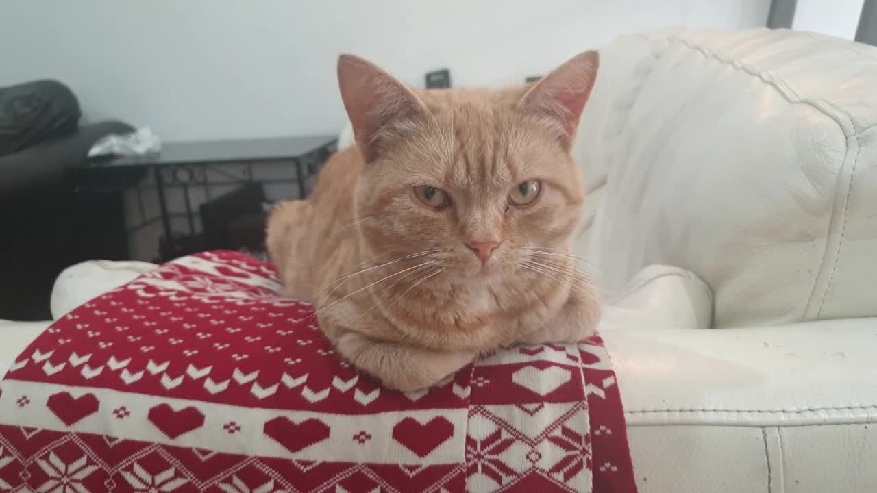 Close-Up Video Of Cat Resting On The Sofa