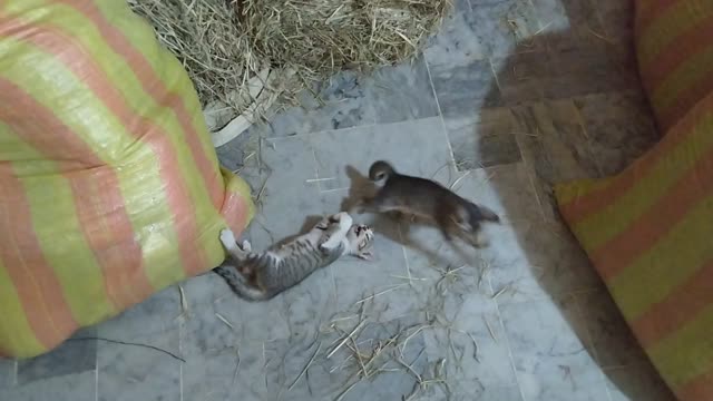 Baby kitten's are fighting with each other looking cute and funny