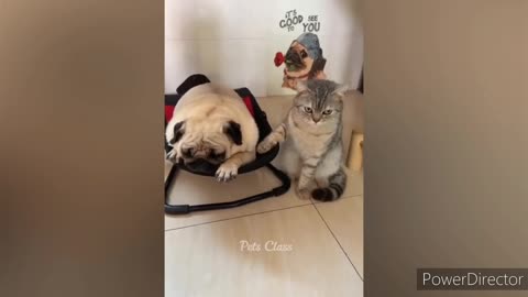 Funny animal Video | Funny Cat video |Funny Dog Video