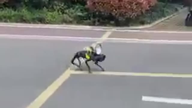 Robo dogs patrolling😱😰
