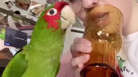 Cute parrot