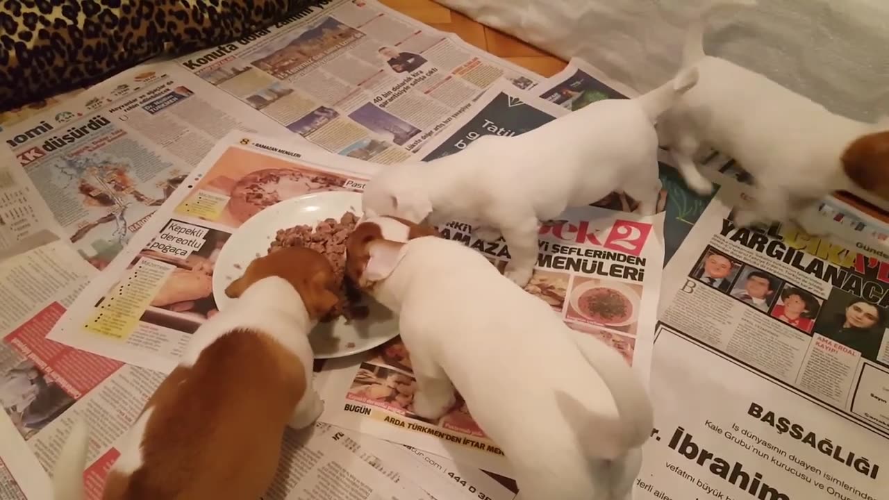 Jack Russell and puppies