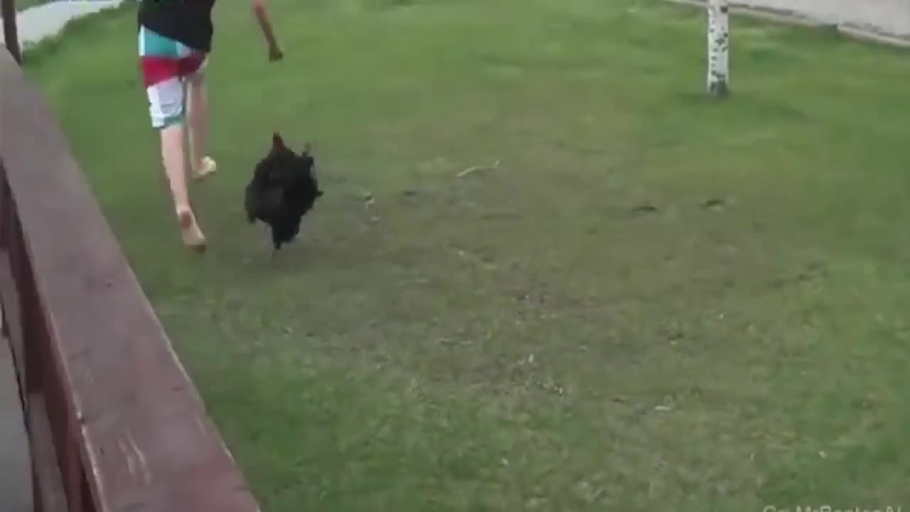 Funny Animal Chase Video