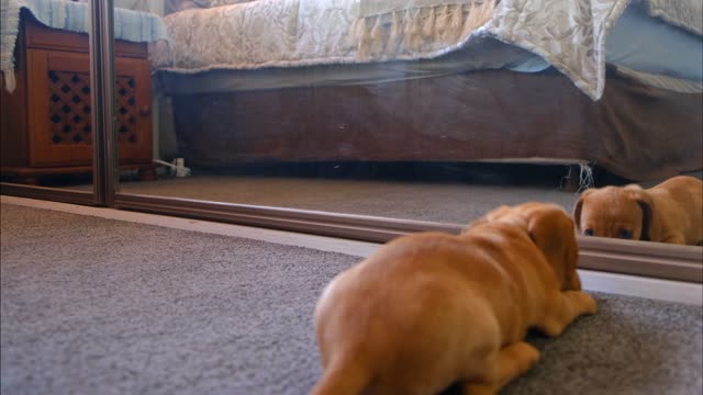 Compilation of Animals vs Mirrors