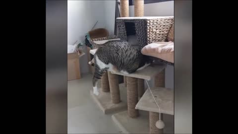 Le chat et le perroquet