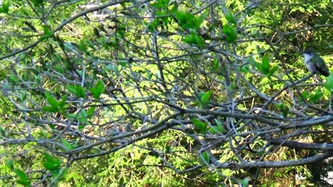 Hummingbird