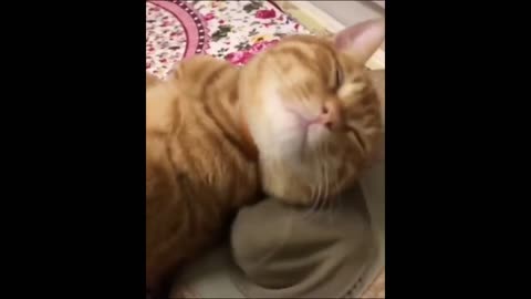 Funny Cats Videos - Best Compilation