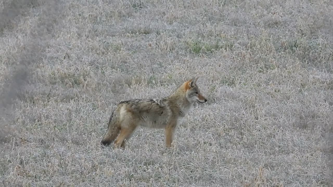 Curious Coyote