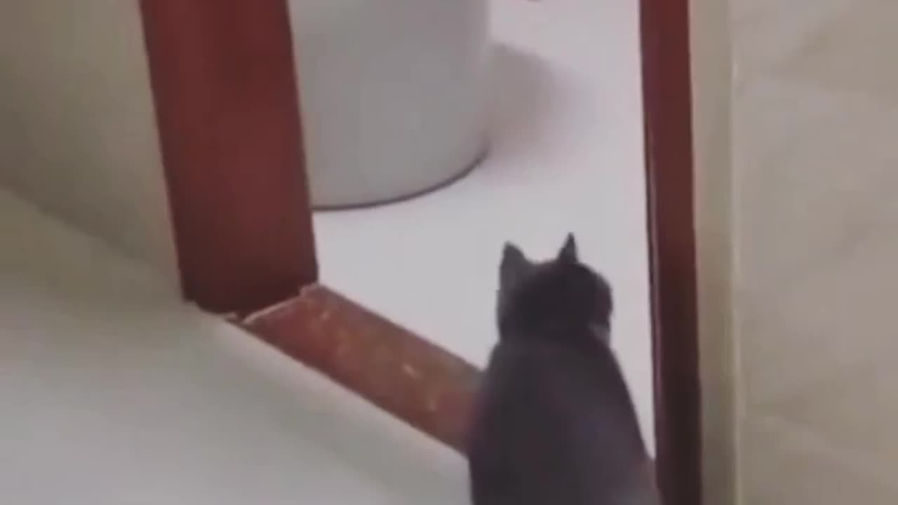 Funny cat video 🤣🤣