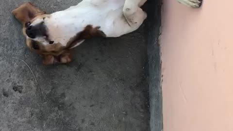 Village boy with his friendly beagle dog