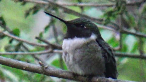Hummingbird