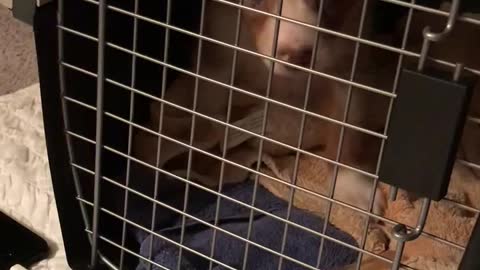 Aussie JuanCarlos’ first night away from his litter mates