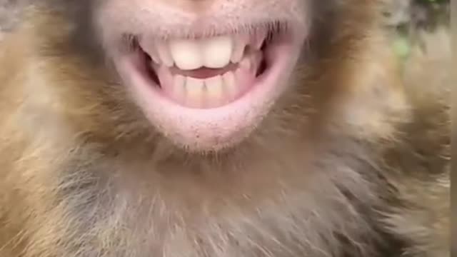 Monkey funny video