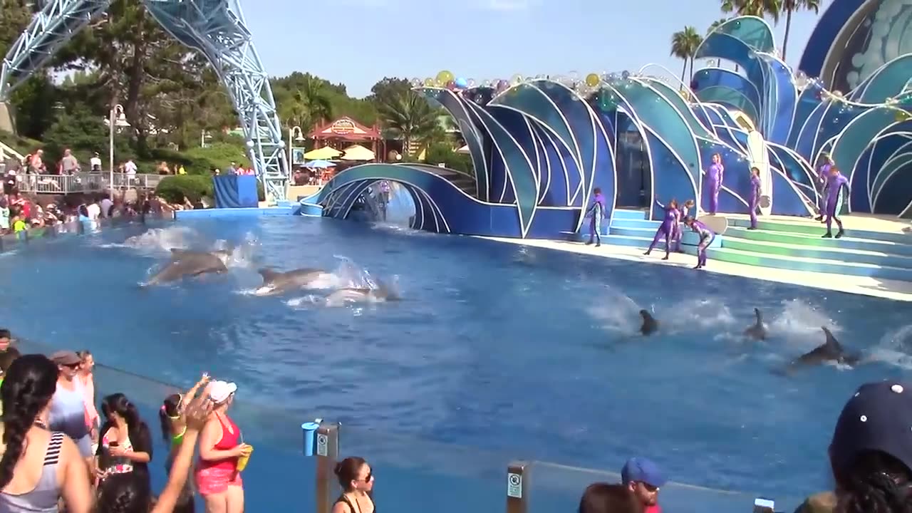 Dolphins Magics Show