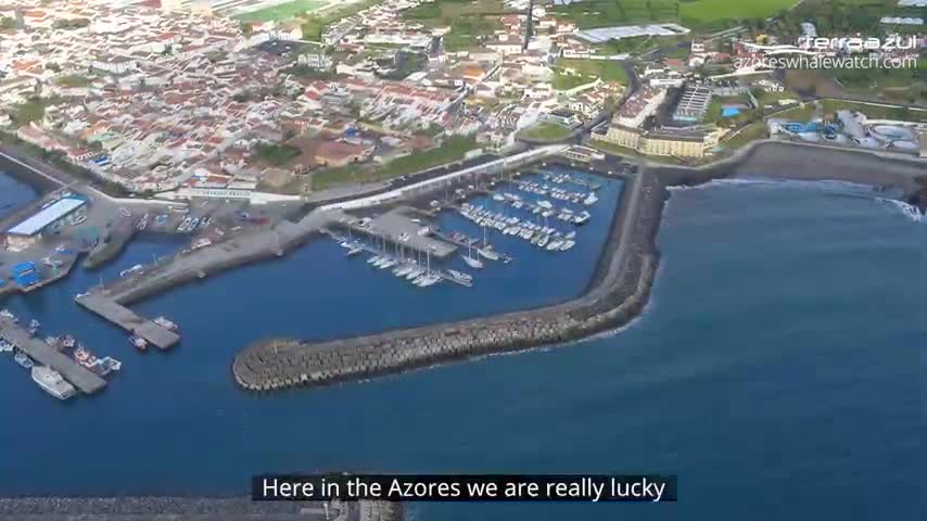 Beautiful Whale Watching Azores Islands in Portugal!