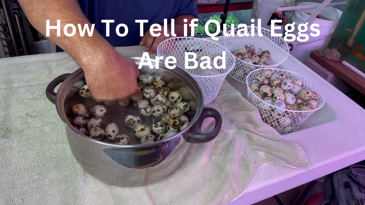 Title: How to Tell if a Quail Egg is Bad | Master the Float Test for Freshness