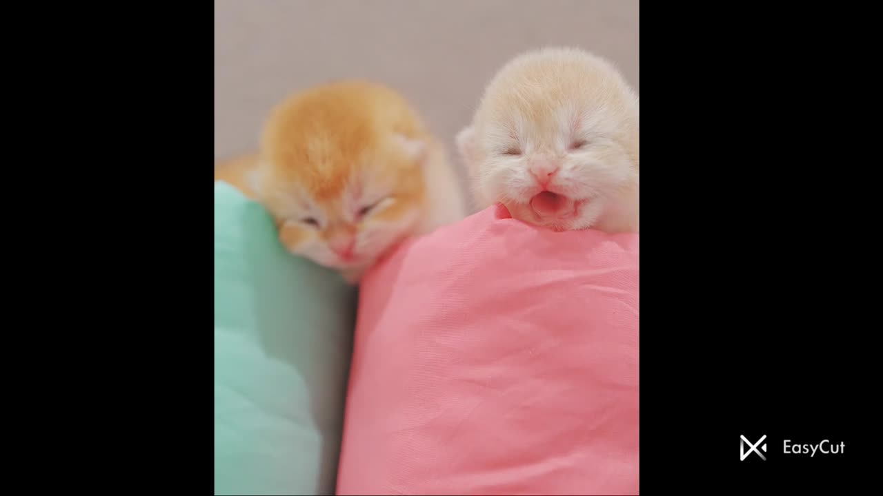 Cute Kittens