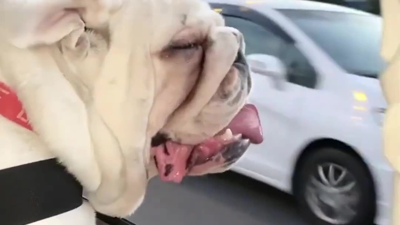 A funny animal with a puppy and a cute dog