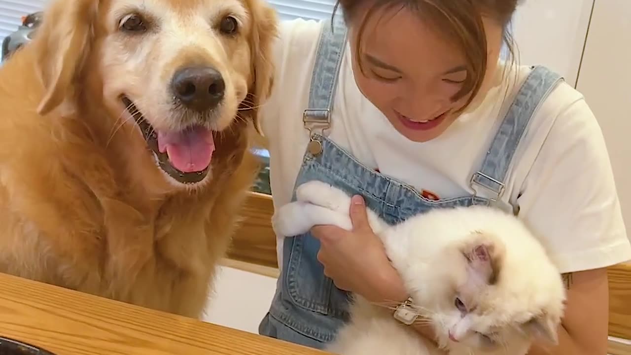 Paws and Whiskers: Exploring the World of Cats and Dogs"