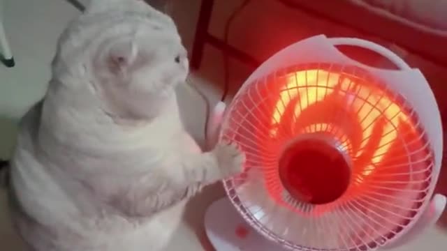It's so warm😹