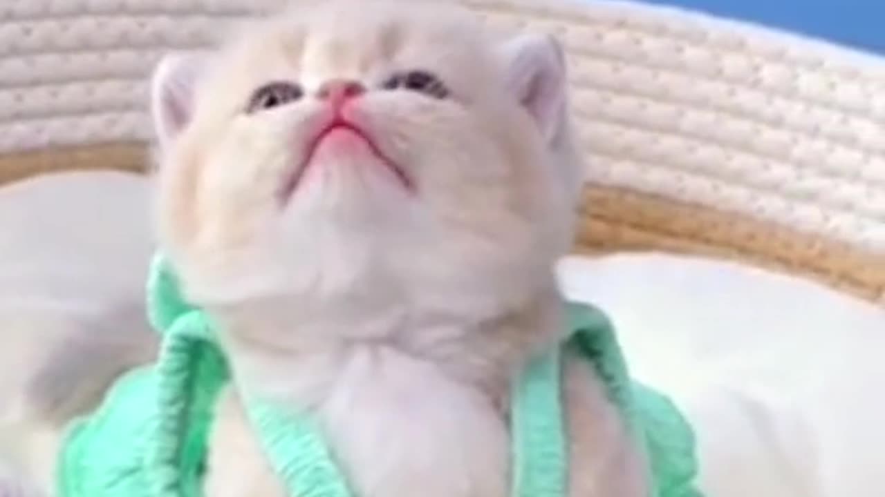 Wao wao cute😘😘#pet #cats #catsoftiktok #cutecatvideos #lovecatsoftiktok #fyp #foryou