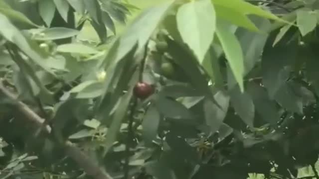 Apa nama buah ini di daerah kalian