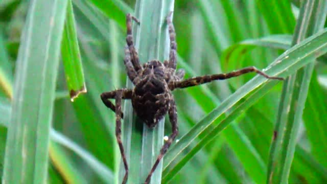 Water Spider