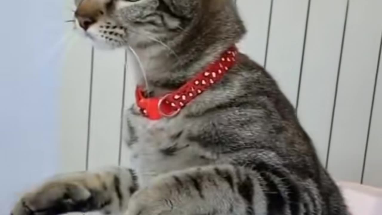 Funny animals