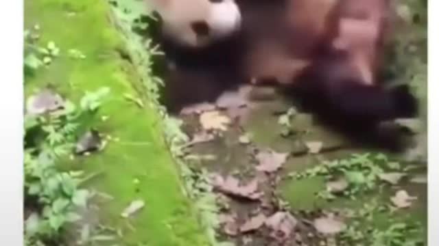 Funny Panda