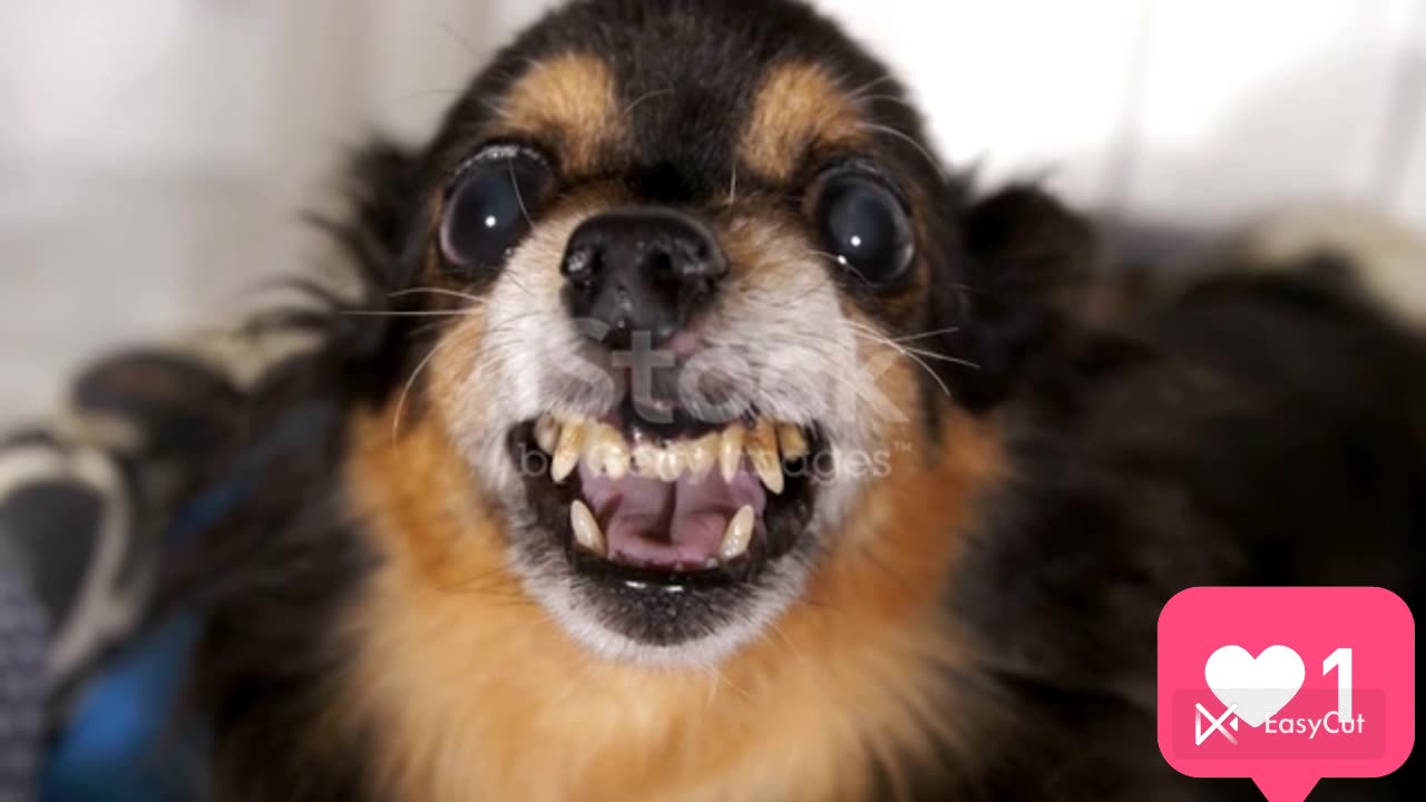 #funny dog. Cries for Good face but Crisp teeth.(cute teeth dog with wonderful expression)