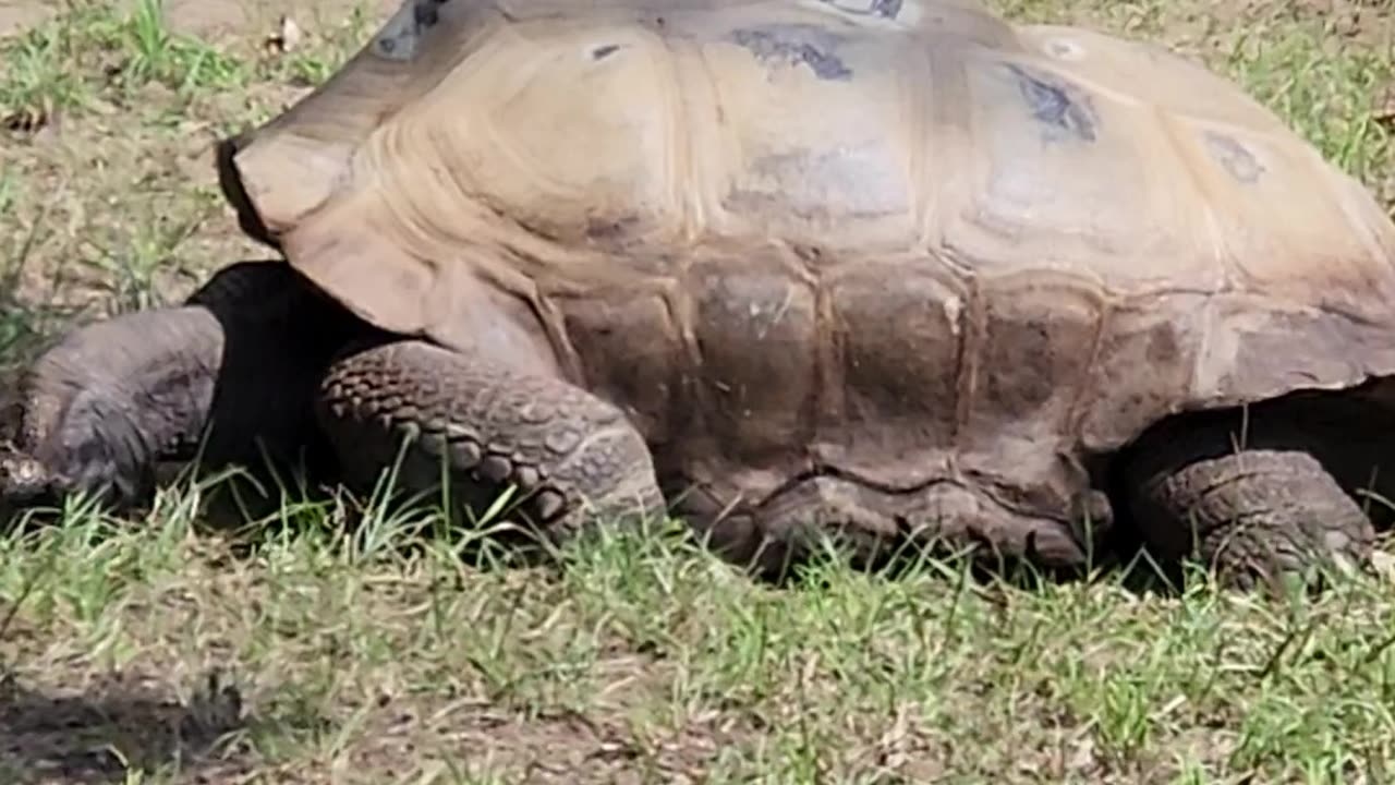 "Grass Muncher: A Cute and Hungry Tortoise!"