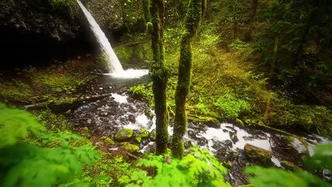 Nature Therapy: Relaxing Full Motion Forestry with Natural Sounds