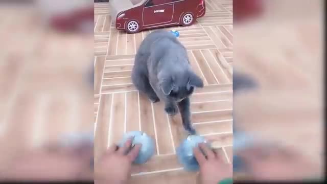 Baby Cats - Cute and Funny fight