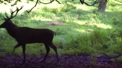 Deep in the forest, elk are common