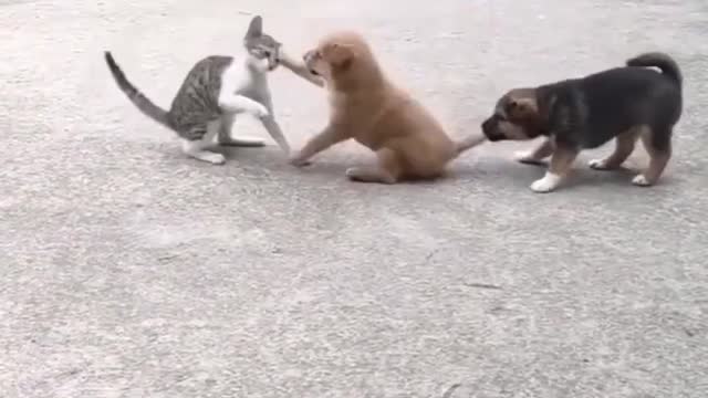 Cute 🥰🥰🥰 funny dogs and cat fighting 🤣🤣🤣🤣🤣