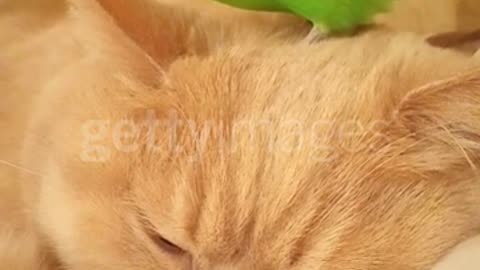 Chill cat totally ignores parrot chewing on his ear