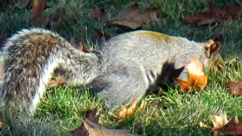 Gray Squirrel