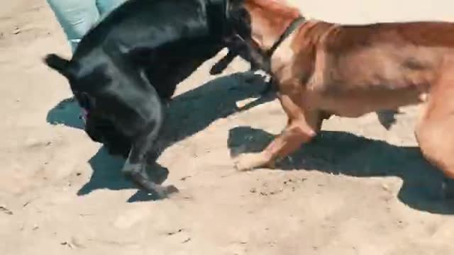 Dog vs Dog fight