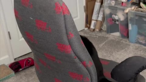 Adopting a Cat from a Shelter Vlog - Cute Precious Piper Show How to Be Seated Gracefully #shorts