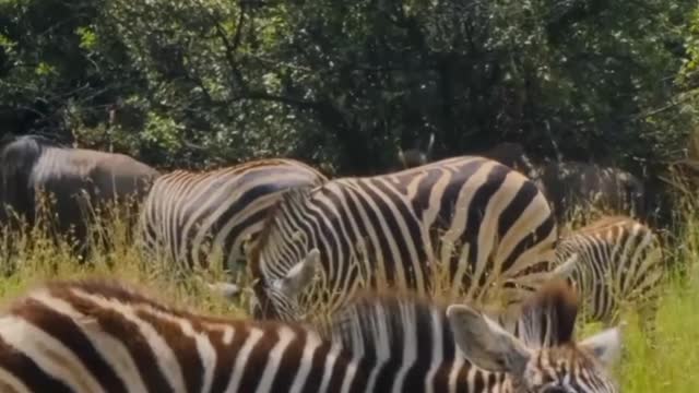 itchy zebra