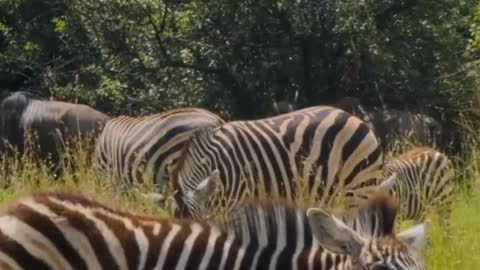 itchy zebra