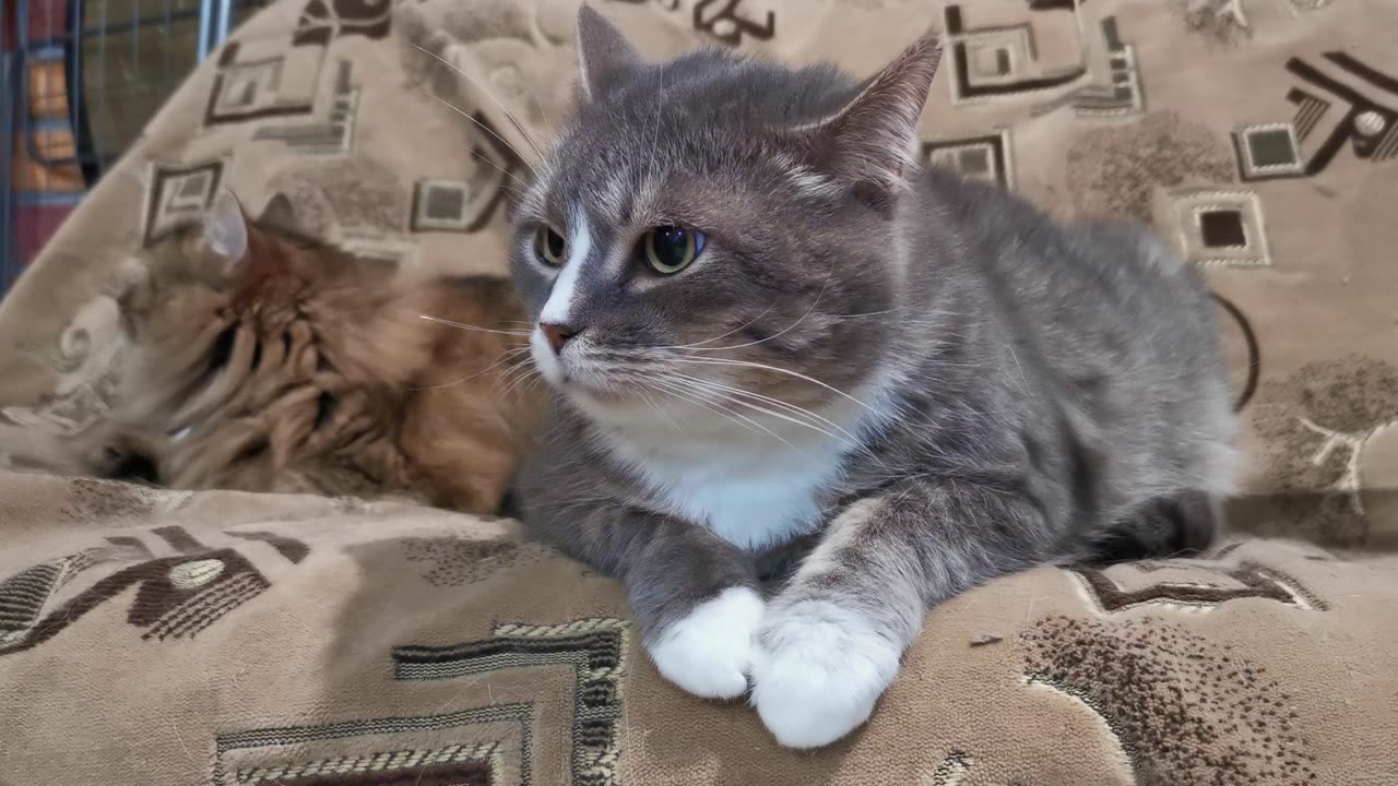 How the cat Watching the TV or How the Pets watching the TV