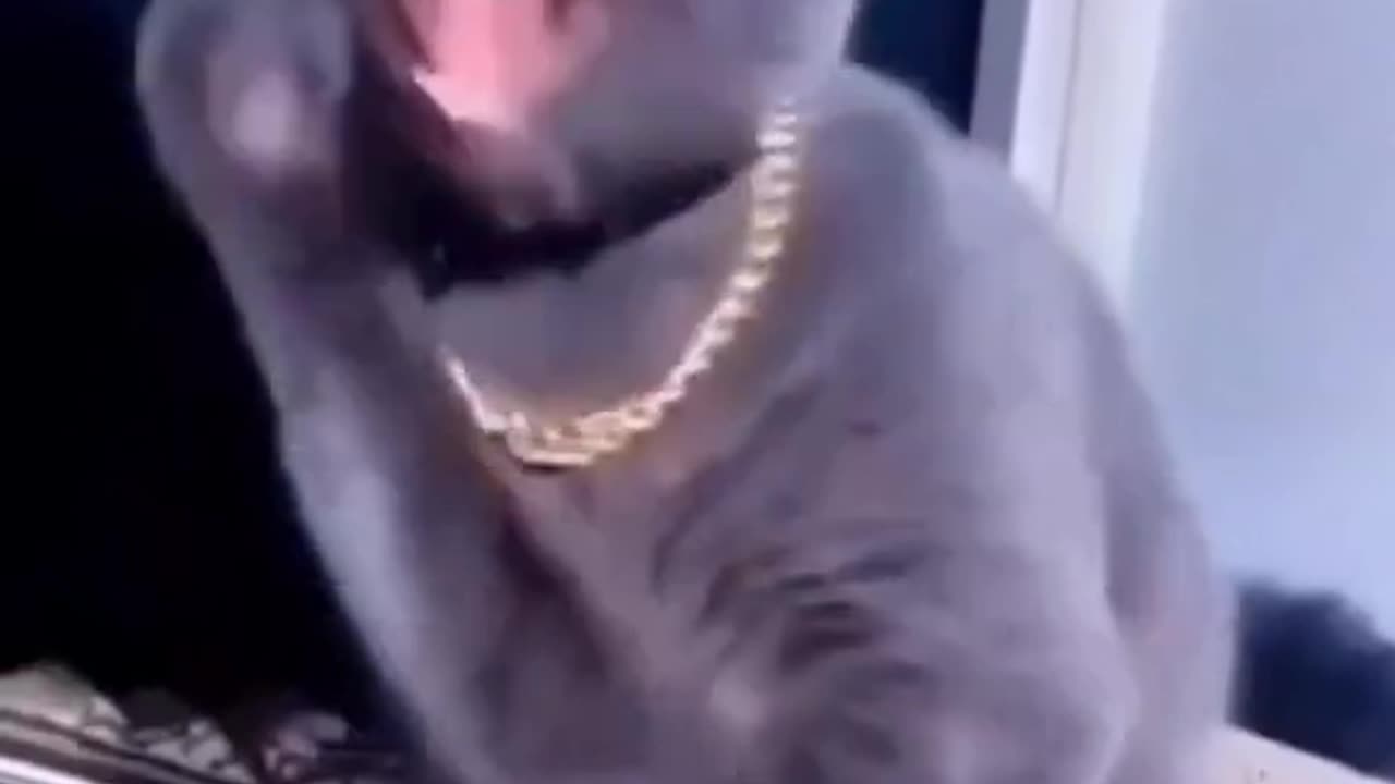 Funny catπΉππ